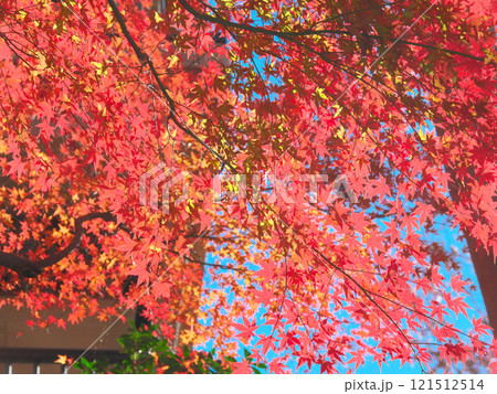 逆光に輝く美しい紅葉 自然風景(2024年12月) 逆光に輝く美しい紅葉 自然風景(2024年12月) 121512514