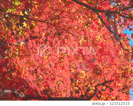 逆光に輝く美しい紅葉　 自然風景（2024年12月） 121512515