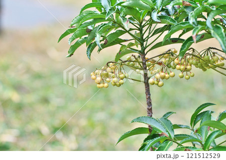 白いマンリョウの実(冬、十二月) 白いマンリョウの実(冬、十二月) 121512529