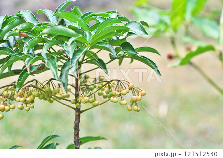白いマンリョウの実（冬、十二月） 121512530