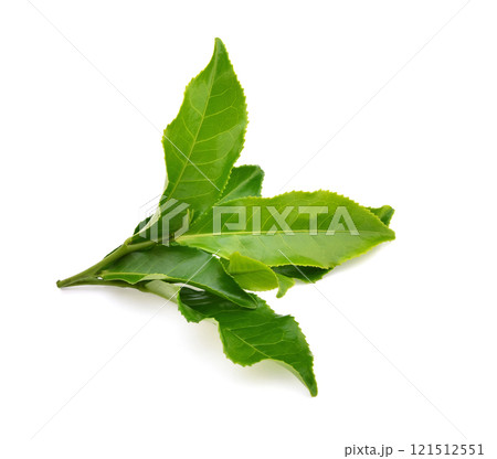 Green tea leaf isolated on white background 121512551
