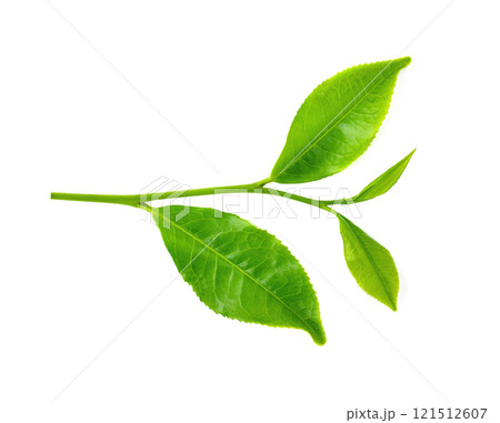Top view of Green tea leaf isolated on white background 121512607