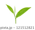 green tea leaf isolated on white background 121512821
