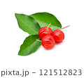 Barbados cherry,Ripe thai cherry on white background 121512823