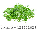 fresh coriander leaves on white background. 121512825