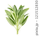 Sage herb isolated on white background 121512830