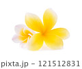 Frangipani flower isolated on white background 121512831