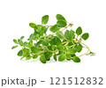 Thyme sprigs isolated on a white background 121512832