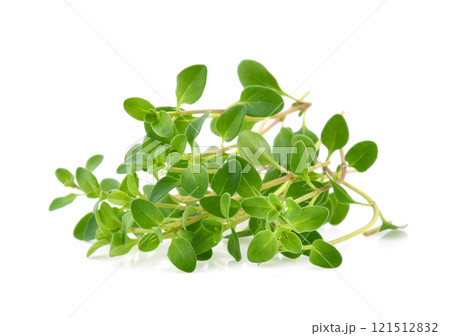 Thyme sprigs isolated on a white background 121512832