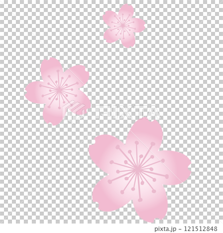 簡單的淡藍粉色櫻花花朵素材 簡單的淡藍粉色櫻花花朵素材 121512848