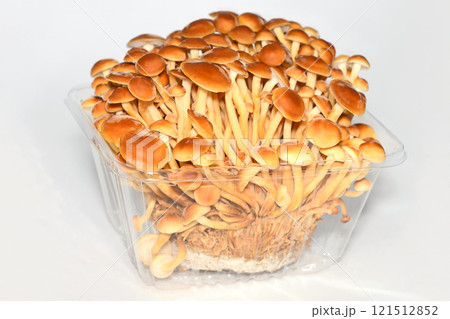 きのこ(かきの木茸) きのこ(かきの木茸) 121512852