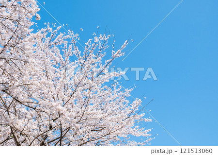 桜と青空 桜と青空 121513060