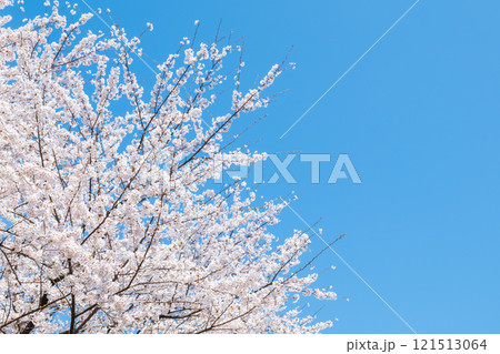 桜と青空 121513064
