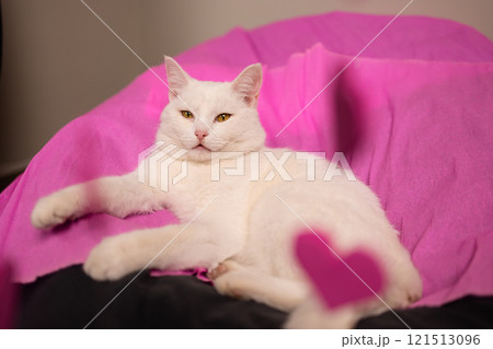 A Charming White Cat is Relaxing Comfortably on Soft Pink Fabric while on a Cozy Sofa A Charming White Cat is Relaxing Comfortably on Soft Pink Fabric while on a Cozy Sofa 121513096