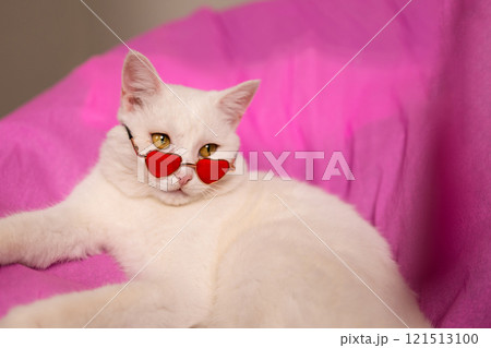 This Stylish White Cat is rocking HeartShaped Sunglasses that perfectly match its charm and appeal 121513100