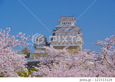 青空を背景に満開の桜に囲まれた春の姫路城天守閣 Ver4 青空を背景に満開の桜に囲まれた春の姫路城天守閣 Ver4 121513129