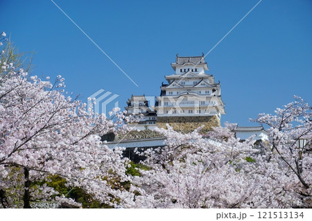 青空を背景に満開の桜に囲まれた春の姫路城天守閣　Ver2 121513134
