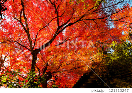 橘谷山大同院釣鐘堂の紅葉④ 橘谷山大同院釣鐘堂の紅葉④ 121513247