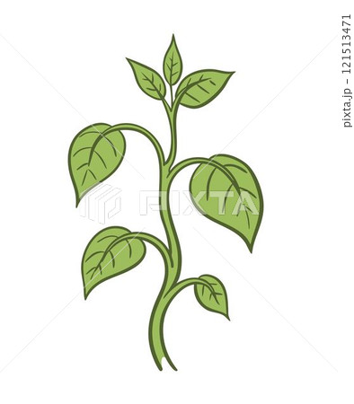 A sprig of a green plant A sprig of a green plant 121513471
