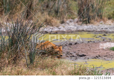 Mother liion in the ngorogoro crater 121513894