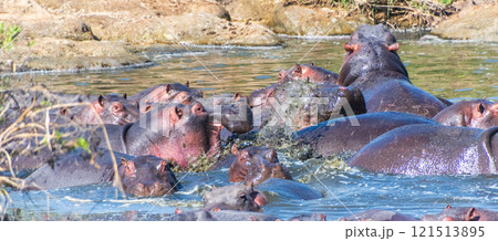 Hippo pool in the Serengeti Hippo pool in the Serengeti 121513895