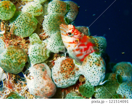 ミナミゴンベ　沖縄 121514091