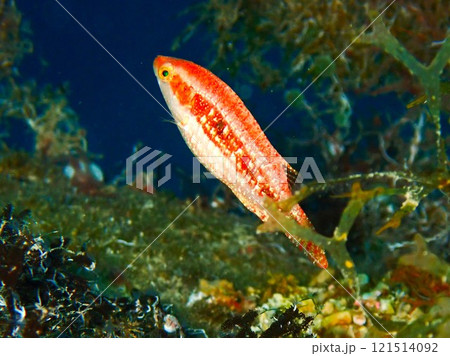 ヒトスジモチノウオの若魚　沖縄 121514092