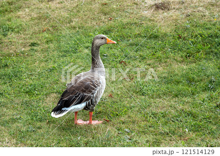 Goose on a green lawn. Goose on a green lawn. 121514129