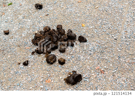 Horse feces on the ground. Horse feces on the ground. 121514134