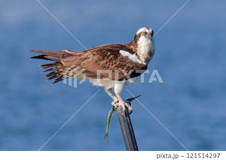 瀬戸内海で魚を食べるミサゴ 121514297