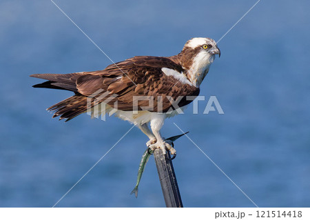瀬戸内海でサヨリを食べるミサゴ 瀬戸内海でサヨリを食べるミサゴ 121514418