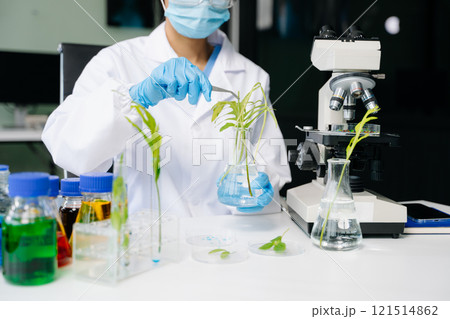 Biologist taking experiment with plants working in biochemistry laboratory. 121514862