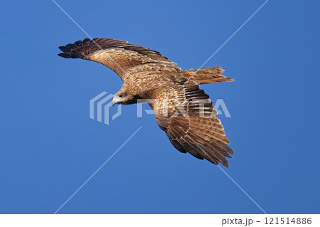 飛びながら獲物を探すトンビ 飛びながら獲物を探すトンビ 121514886