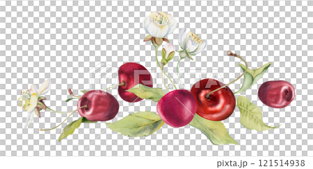 Sweet sour red cherry cerise with green leaves, white flowers, hand drawn in watercolor, berry on stems in clusters. Isolated composition illustration. Restaurant, cafe menu, wedding, farmers market 121514938