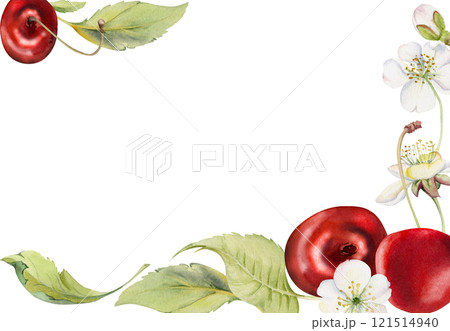 Sweet sour red cherry with green leaves, white flowers, hand drawn in watercolor, cerise berry clusters on stems. Corner frame horizontal illustration. Restaurant, cafe menu, wedding, farmers market 121514940