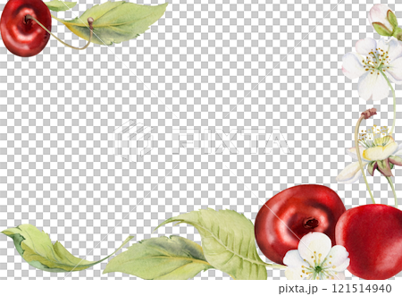 Sweet sour red cherry with green leaves, white flowers, hand drawn in watercolor, cerise berry clusters on stems. Corner frame horizontal illustration. Restaurant, cafe menu, wedding, farmers market 121514940