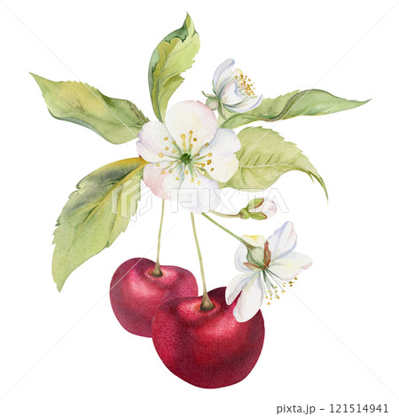 Sweet sour red cherry with green leaves, white flowers, hand drawn in watercolor, cerise berry on stems in clusters. Isolated composition illustration. Restaurant, cafe menu, wedding, farmers market 121514941