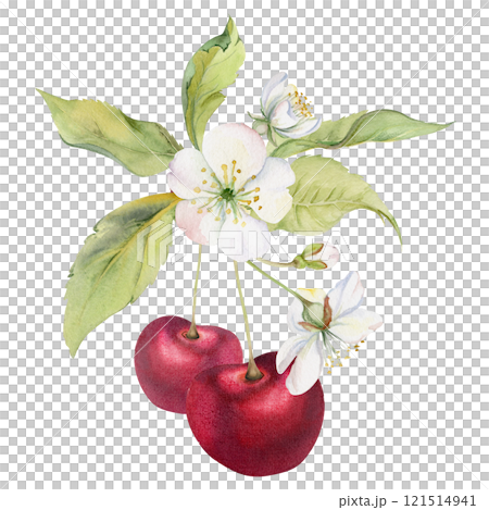 Sweet sour red cherry with green leaves, white flowers, hand drawn in watercolor, cerise berry on stems in clusters. Isolated composition illustration. Restaurant, cafe menu, wedding, farmers market 121514941