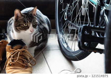 自転車に乗れる事を憧れる猫 自転車に乗れる事を憧れる猫 121514975