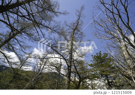 澄み渡る青空と木々のシルエット – 自然が織りなす美しさ 澄み渡る青空と木々のシルエット – 自然が織りなす美しさ 121515009