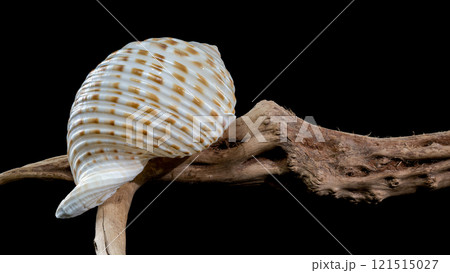 Tonna Dolium Shell on Driftwood black background 121515027