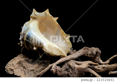 Spiny Melongena Sea Shell Close-Up on Driftwood 121515031