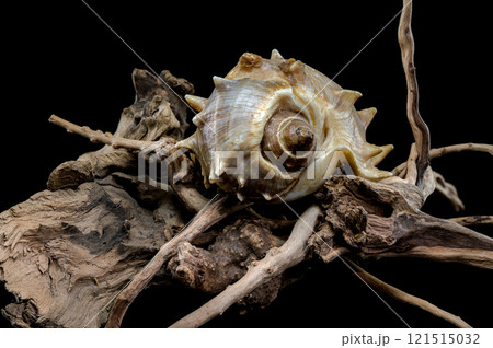Spiny Melongena Sea Shell Close-Up on Driftwood Spiny Melongena Sea Shell Close-Up on Driftwood 121515032
