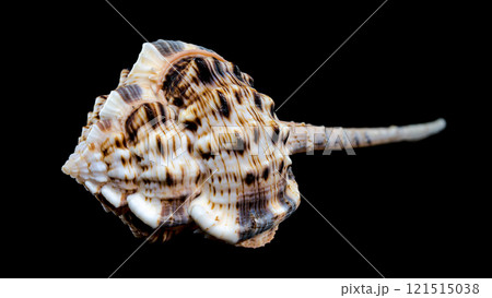Murex Haustellum Shell on Black background 121515038