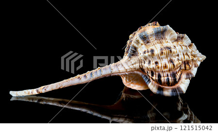 Murex Haustellum Shell on Black background 121515042