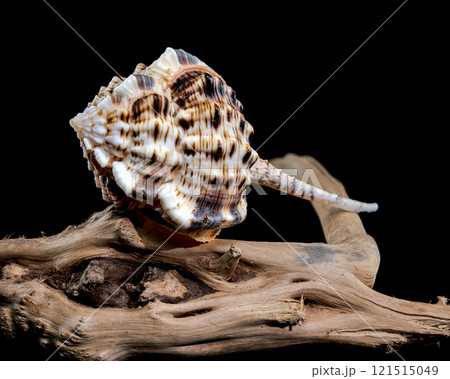 Murex Haustellum Shell on Driftwood 121515049