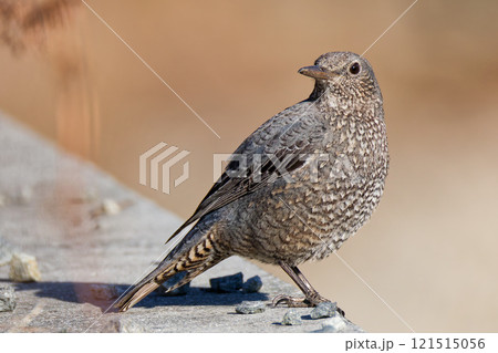 川辺で佇むイソヒヨドリの雌 121515056