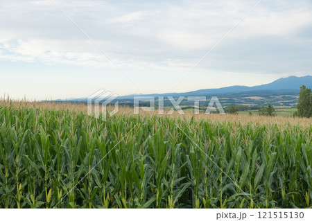 【上富良野町 千望峠からの秋のトウモロコシ畑】 【上富良野町 千望峠からの秋のトウモロコシ畑】 121515130
