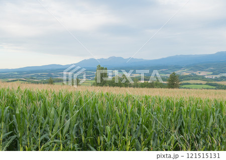 【上富良野町 千望峠からの秋のトウモロコシ畑】 【上富良野町 千望峠からの秋のトウモロコシ畑】 121515131