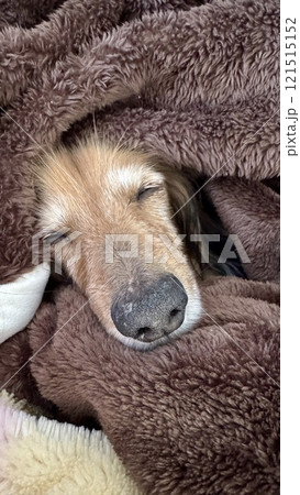毛布に包まれで眠るハイシニアのミニチュアダックス 121515152